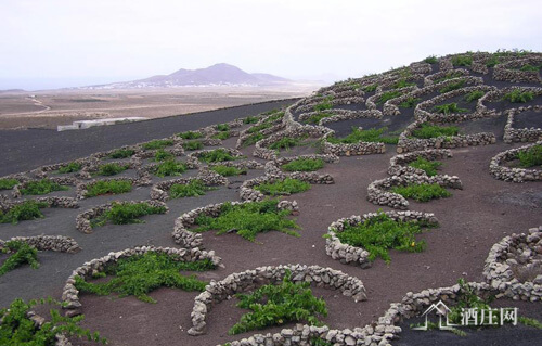 兰萨罗特岛产区 Lanzarote