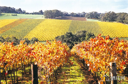 莫宁顿半岛产区 Mornington Peninsula