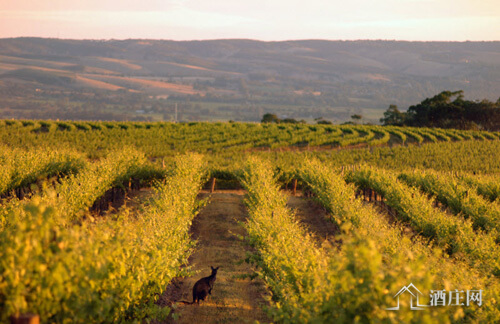 南福雷里卢产区 Southern Fleurieu