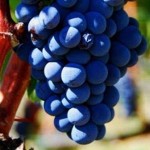 桑娇维塞 Sangiovese