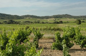 Vignoble-de-Tavel_s