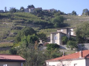 chateau grillet region