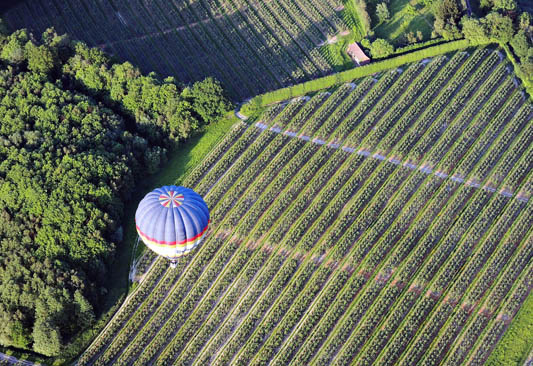kent-vineyards_s