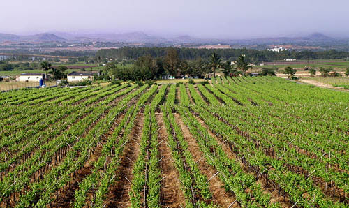 nasik-sula_s