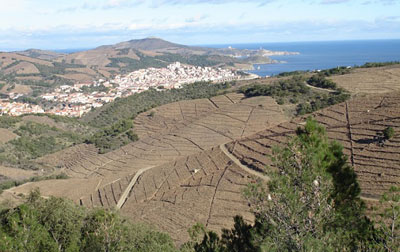 Banyulsvines_s