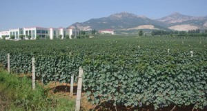 Changli-vineyard