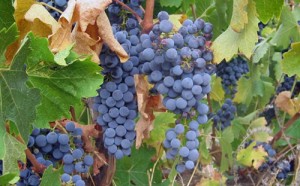 Clare-Valley-Cabernet-Sauvignon_s