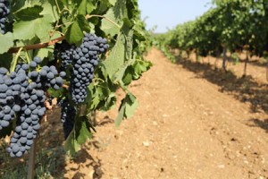 Esse-Vineyard-Ukraine_s