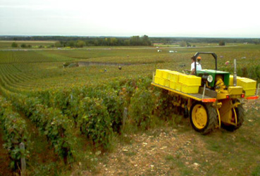 Griotte-Chambertin