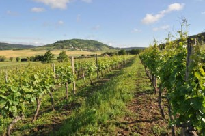 Vignes de DPH Patrick Hudelot