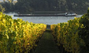 vineyard aside river rhine