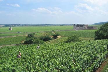 Les_amoureuses_vineyards_s