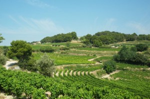 Muscat de Beaumes de Venise_s