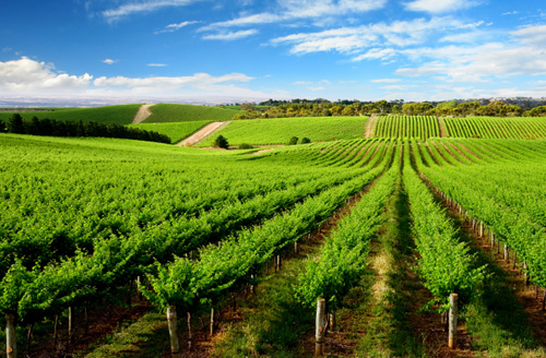 Vineyard
