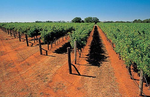 Vineyard_Yalumba_s