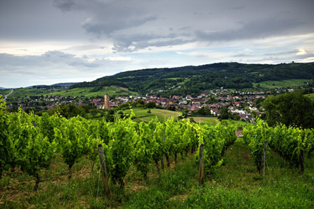 阿尔布瓦(Arbois)