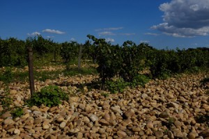 chateau neuf du pape04-2_s