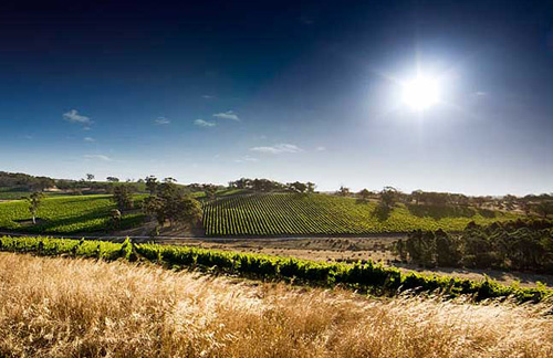 vineyard austrialia
