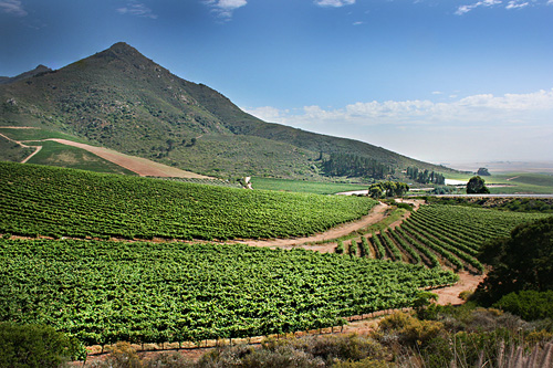 Vines in Swartland