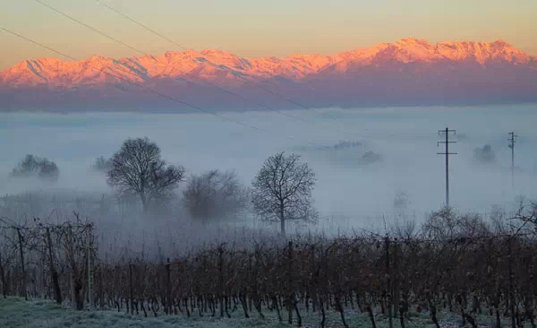 意大利都林(Turin)葡萄园惊艳的晨雾美景