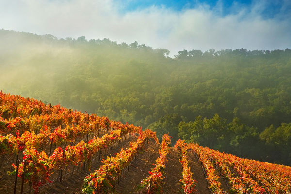 布兰卡特酒庄（Brancott Estate Wines）