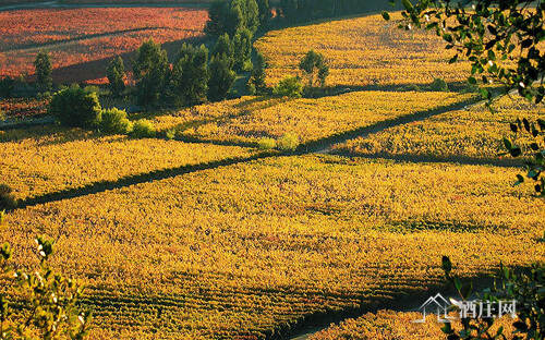 空加瓜谷产区 Colchagua Valley