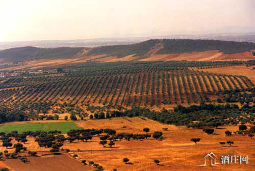 阿连特茹产区 Alentejo