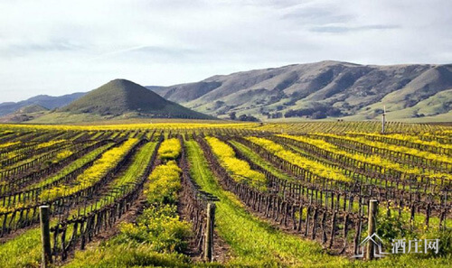 圣路易斯奥比斯波产区 San Luis Obispo