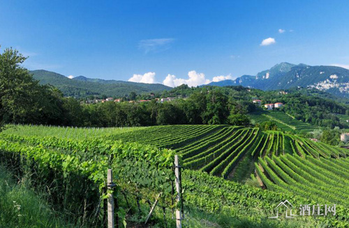 提契诺产区 Ticino