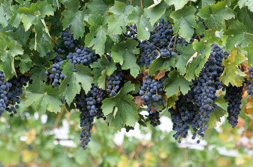 Wine_grapes